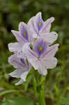 Water hyacinth